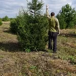 Продам ель обыкновенную Крупномер