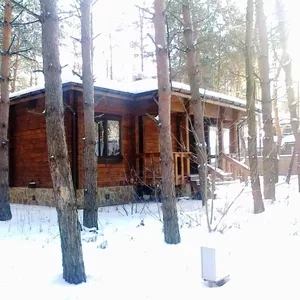 Деревяный дом в сосновом лесу. Старый Салтов (с. Революционное).