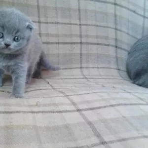 Вислоухий котенок скоттиш-фолд голубой 