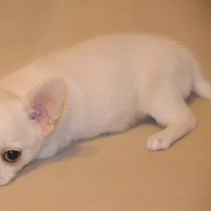 Красивый щенок чихуахуа в типе коби