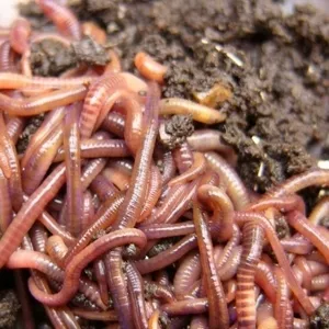 Красный калифорнийский червь(red worms eisenia fetida)
