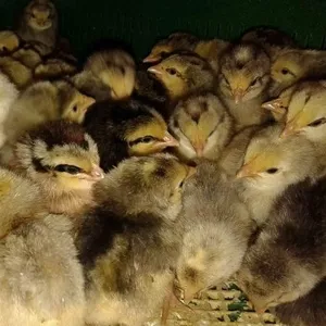 Суточные цыплята кур яичной породы Борковская барвыстая. В наличии с февраля 2017 года.