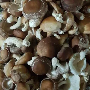 Продам грибы шиитаке Shiitake на постоянной основе