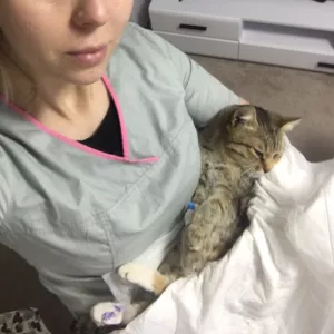 Услуги ветеринара на дом в Харькове