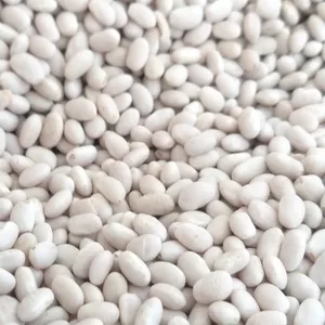 Квасоля на продаж. 20 видів сортової квасолі