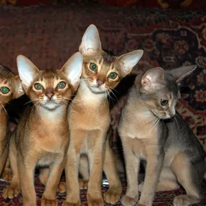 Абиссинские котяшки из питомника Exclusive ABY