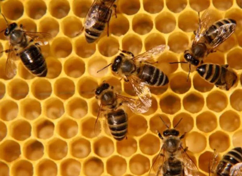 Продукты пчеловодства собранные с собственной пасеки 3