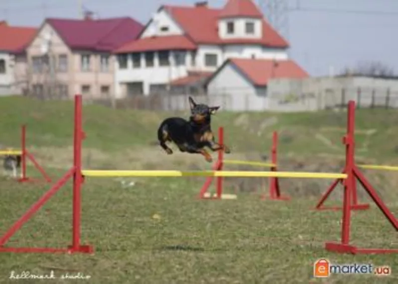 Дрессировка собак в Харькове