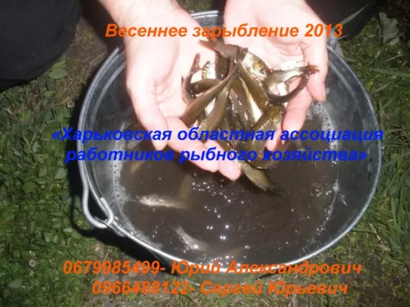 Весеннее зарыбление водоемов 2013