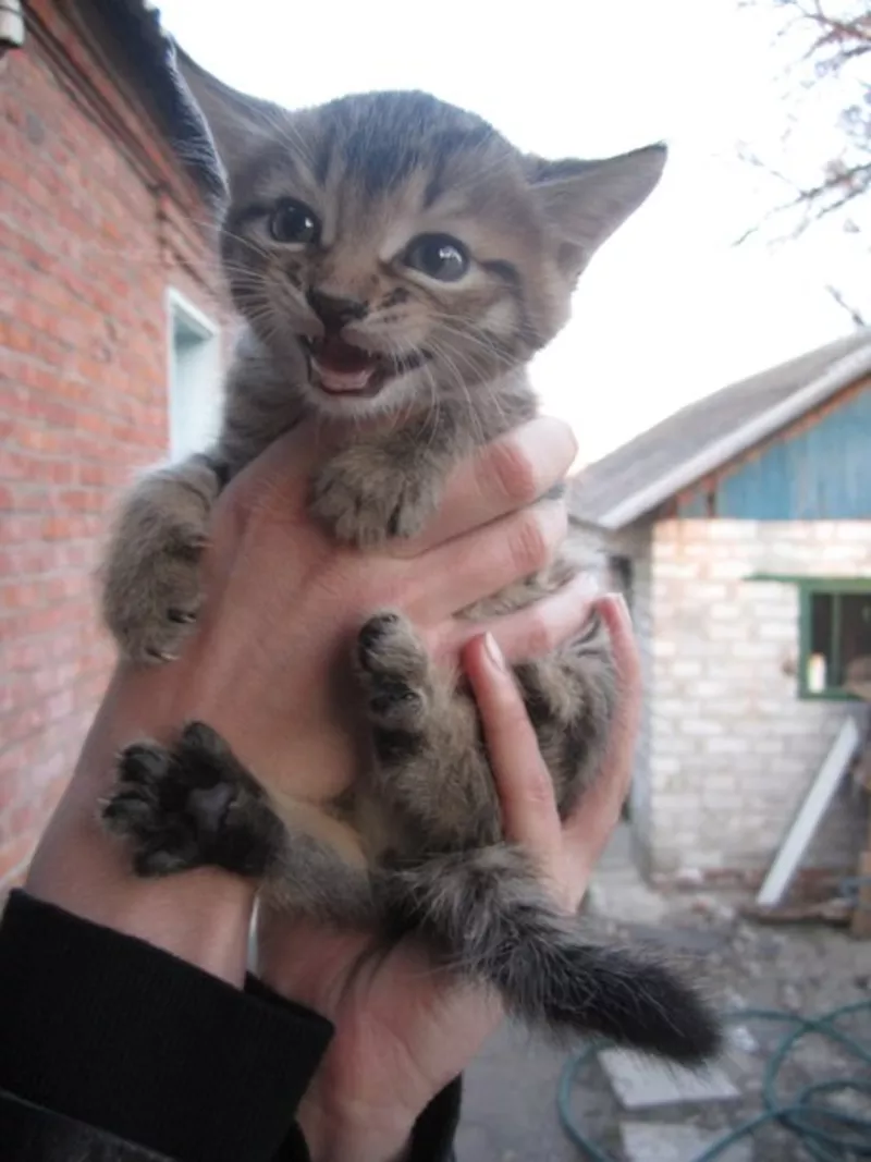 Отдам даром маленьких котят! 2 мес.