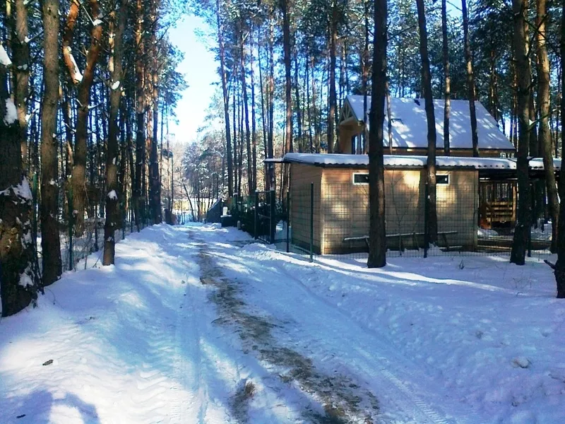 Деревяный дом в сосновом лесу. Старый Салтов (с. Революционное). 2