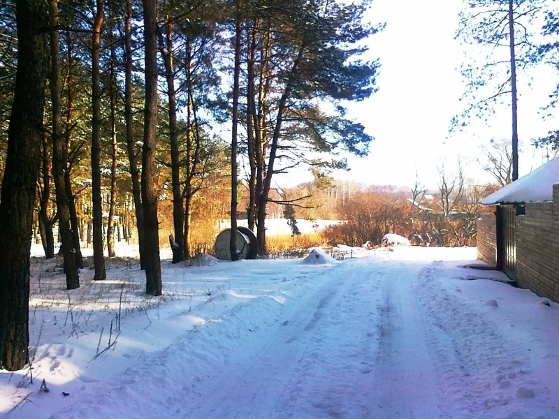 Деревяный дом в сосновом лесу. Старый Салтов (с. Революционное). 4