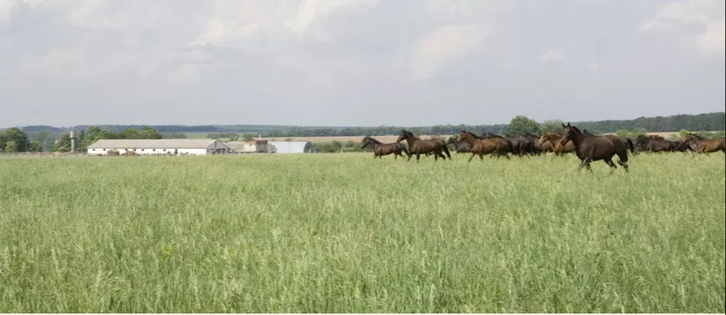 Продам фермерское хозяйство 2