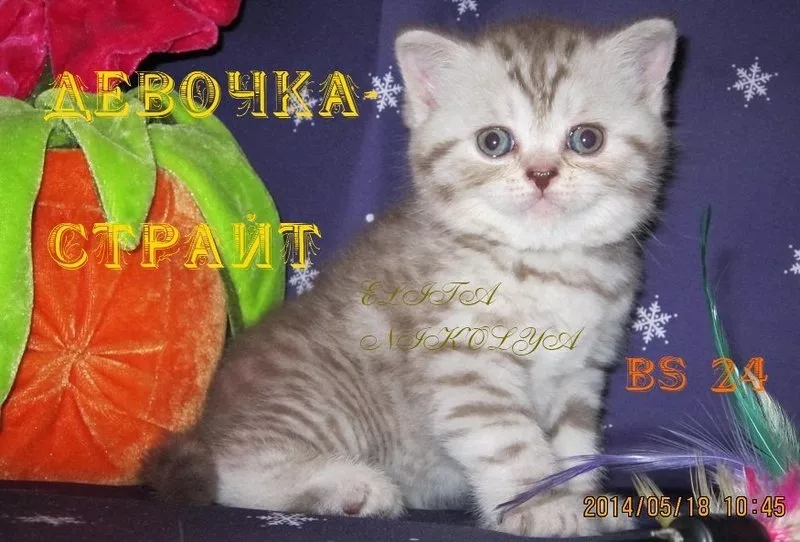 Шотландские прямоушки по летним ценам!! 3