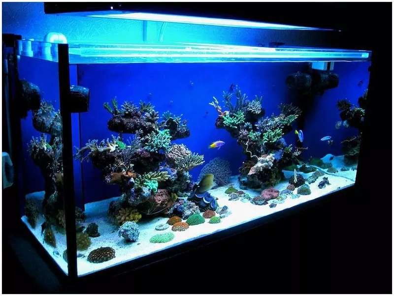 Обслуживание и оформление пресноводных аквариумов на любой вкус в горо 7