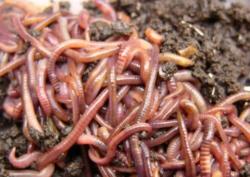 Красный калифорнийский червь(red worms eisenia fetida)