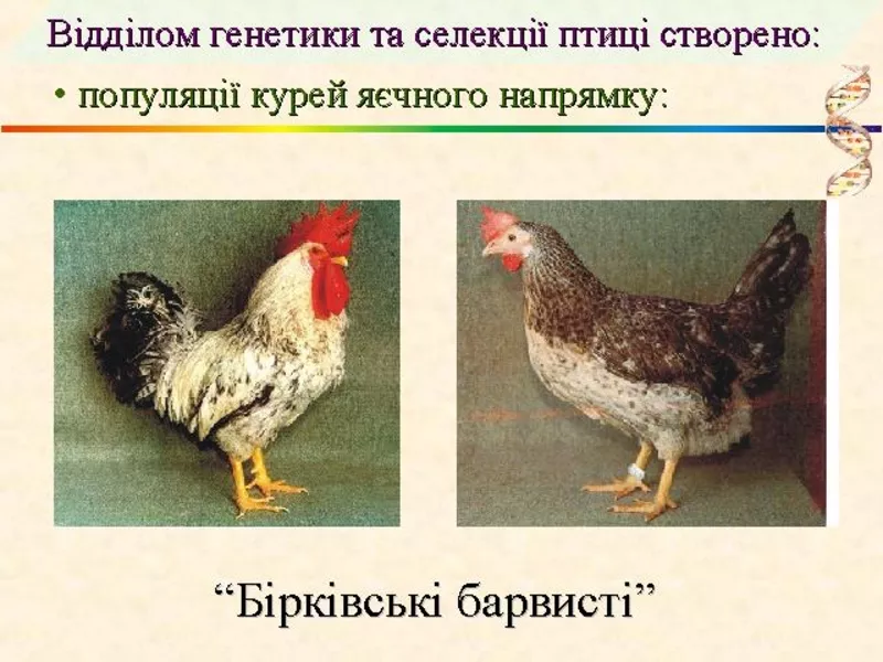 Суточные цыплята кур яичной породы Борковская барвыстая. В наличии с февраля 2017 года. 2