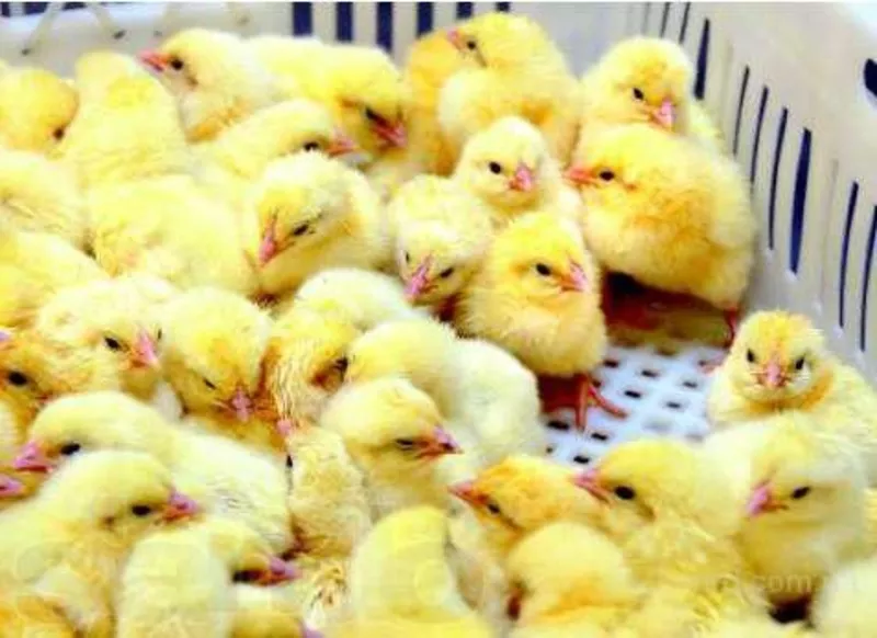 Суточные цыплята мясо-яичной породы Геркулес. В наличии с февраля 2017 года.
