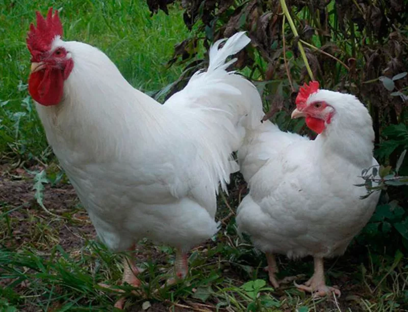 Суточные цыплята мясо-яичной породы Геркулес. В наличии с февраля 2017 года. 2