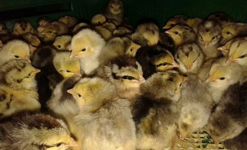 Суточные цыплята кур яичной породы Борковская барвыстая. В наличии с февраля 2017 года.