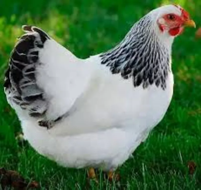 Суточные цыплята кур Адлер серебристый.В наличии с весны 2017 года.