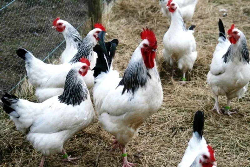 Суточные цыплята кур Адлер серебристый.В наличии с весны 2017 года. 2