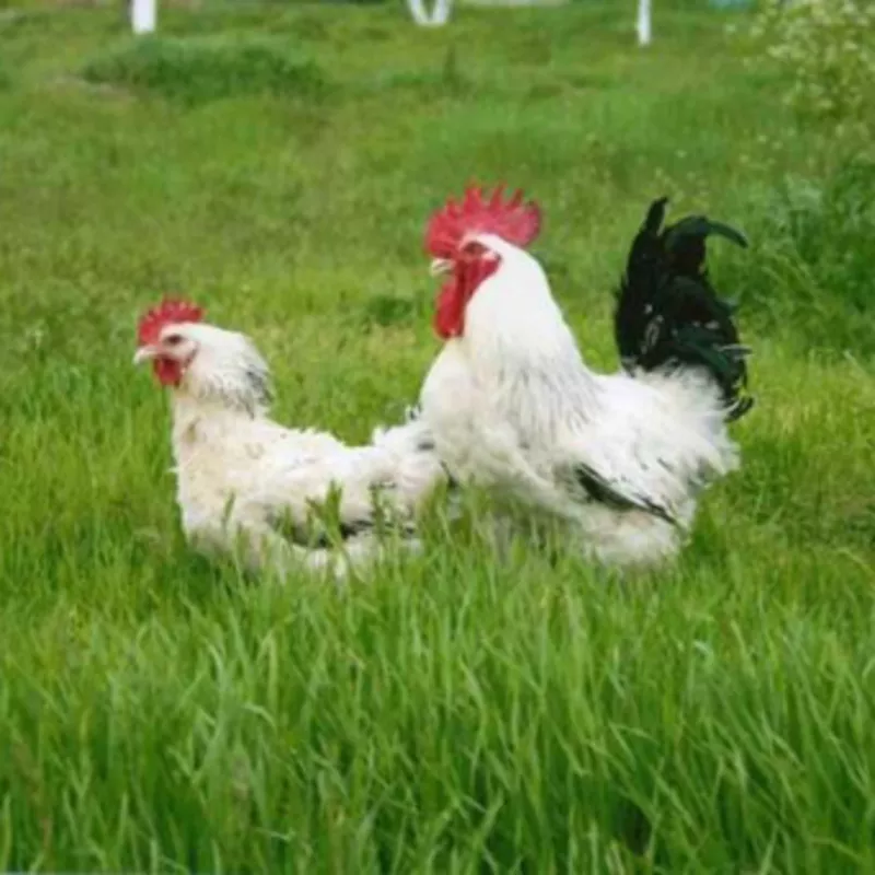 Суточные цыплята кур Адлер серебристый.В наличии с весны 2017 года. 4