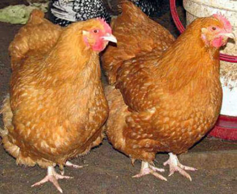 цыплята мясо-яичной пород Мастер Грей,  Ред Бро,  Голошейка.