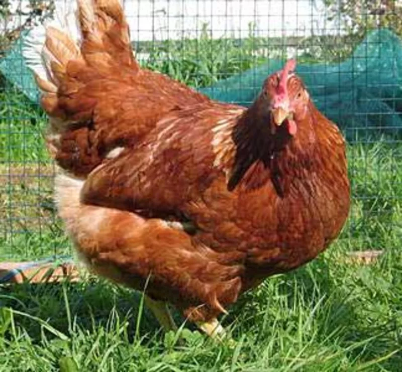 недельные цыплята кур мясо-яичной породы ТЕТРА.В наличии с февраля 2017 года.