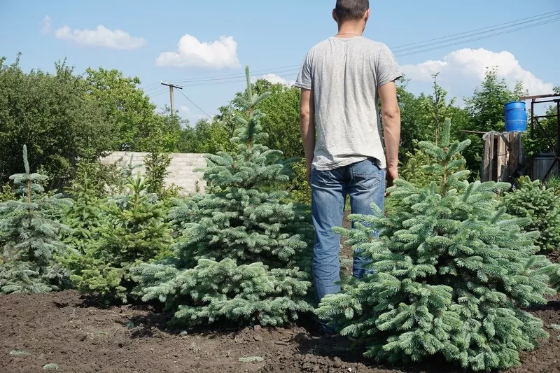  Продам Ель голубую Glauca