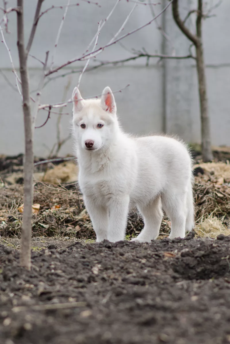 Продам щенков хаски с прекрасной родословной 6