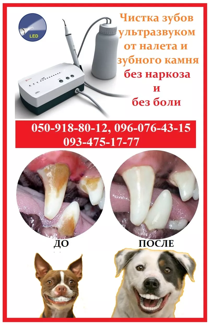 Ультразвуковая чистка зубов у собак и кошек