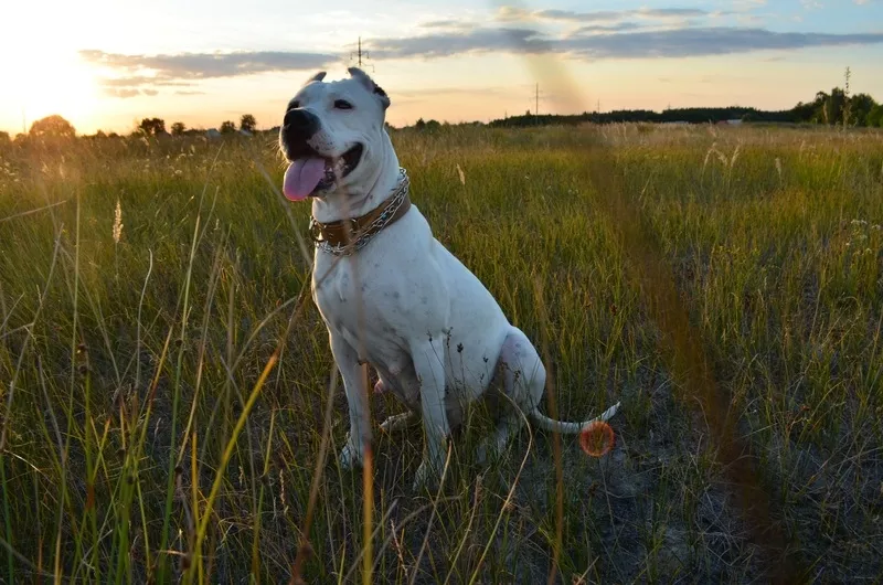 щенки Аргентинского Дога. Dogo Argentino 3