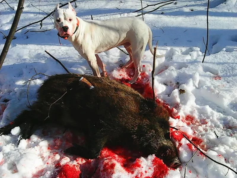 щенки Аргентинского Дога. Dogo Argentino 4