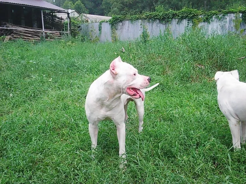 щенки Аргентинского Дога. Dogo Argentino 6