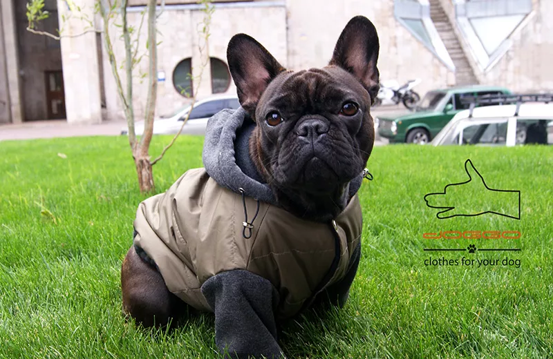 Одежда для собак французский бульдог и крупных пород – ТМ DOGGO 2