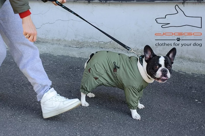 Одежда для собак французский бульдог и крупных пород – ТМ DOGGO 7