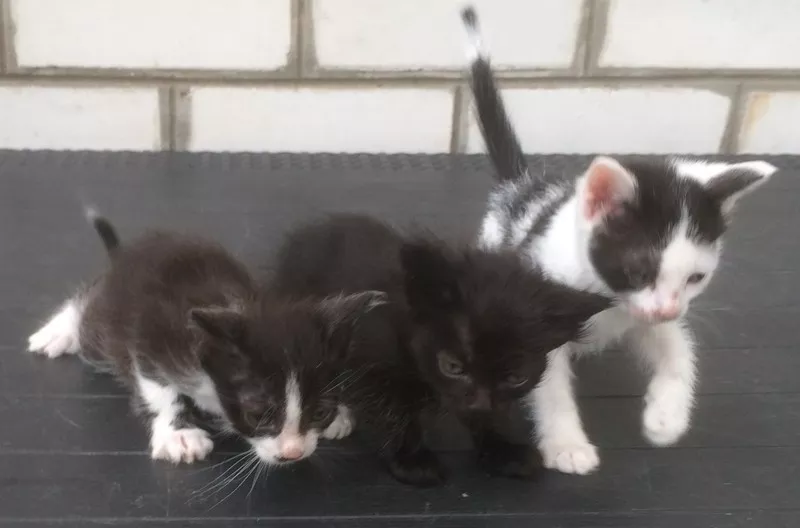 Трое замечательных котят ждут своих хозяев