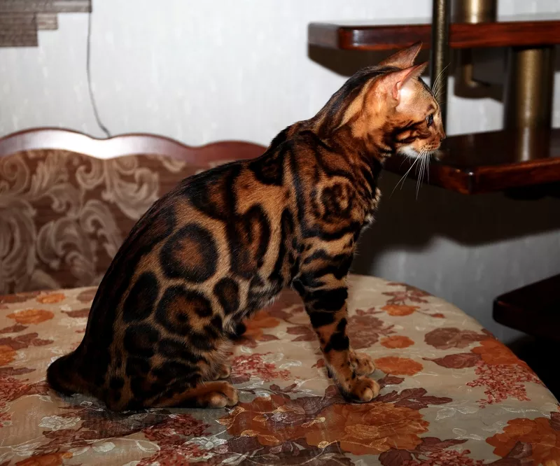 Вязка с бенгальским котом 2