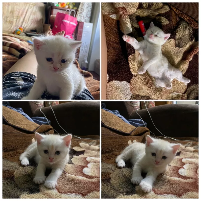 Кошенята Скоттіш-Страйт хлопчики 