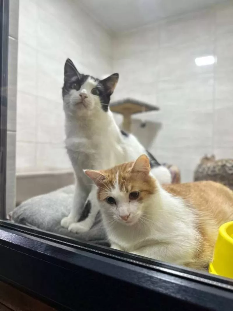 Ветклініка