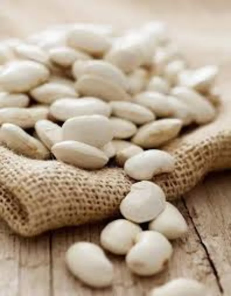 Посівний матеріал квасолі та гарантія стабільного збуту!