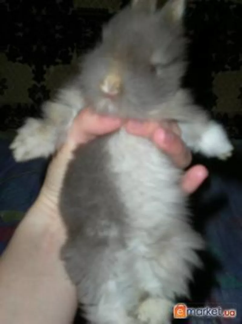 Продам карликового кролика,  порода ангорская-длинношерстые 